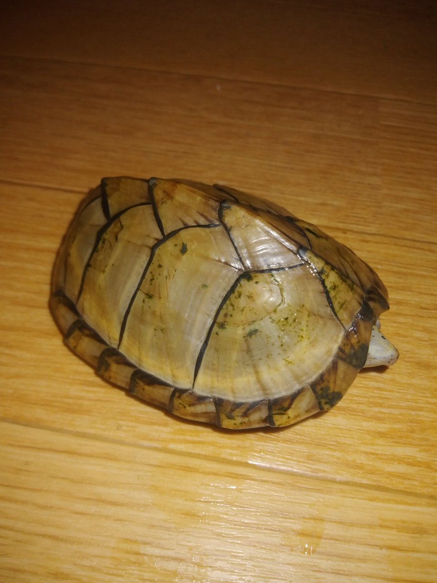 七転び八起き カブトニオイガメ レザーバックマスクタートル おはようございます 早朝から餌くれダンスが激しいぞい 七転び八起き カブトニオイガメ レザーバックマスクタートル おはようございます 早朝から餌くれダンスが激しいぞい