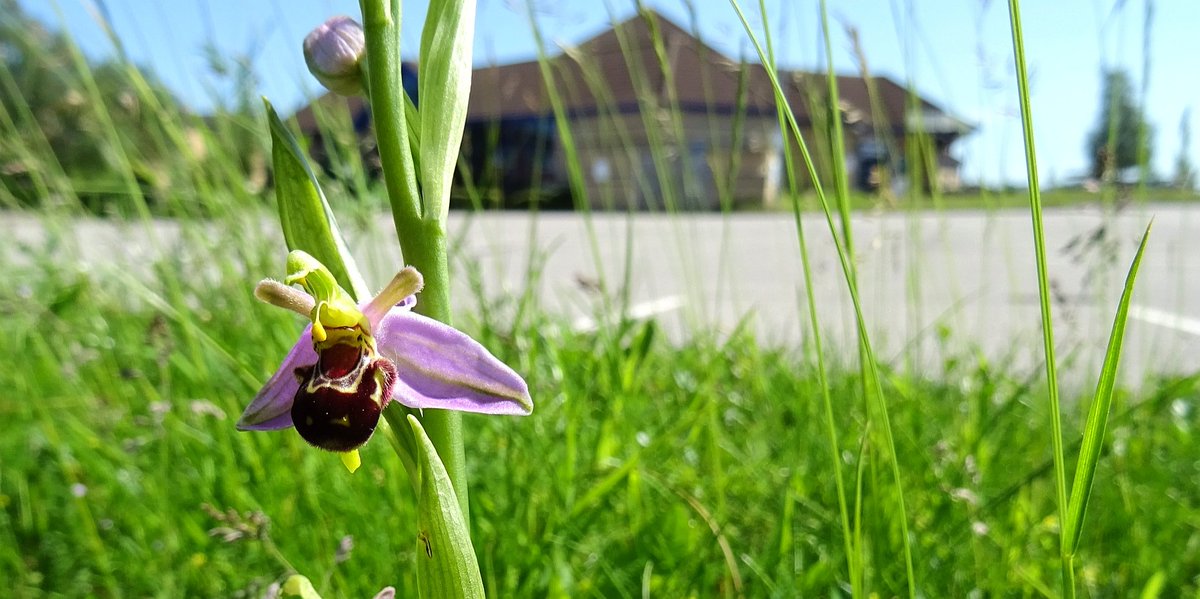 I posted these Bee Orchids last week, but as they're in #industrialparks I'm going for it again! We've been working with the businesses on this estate to save over 600 Orchid Rosettes, flower count later this week! @wildflower_hour @BSBIbotany @LWTWildNews #wildflowerhour