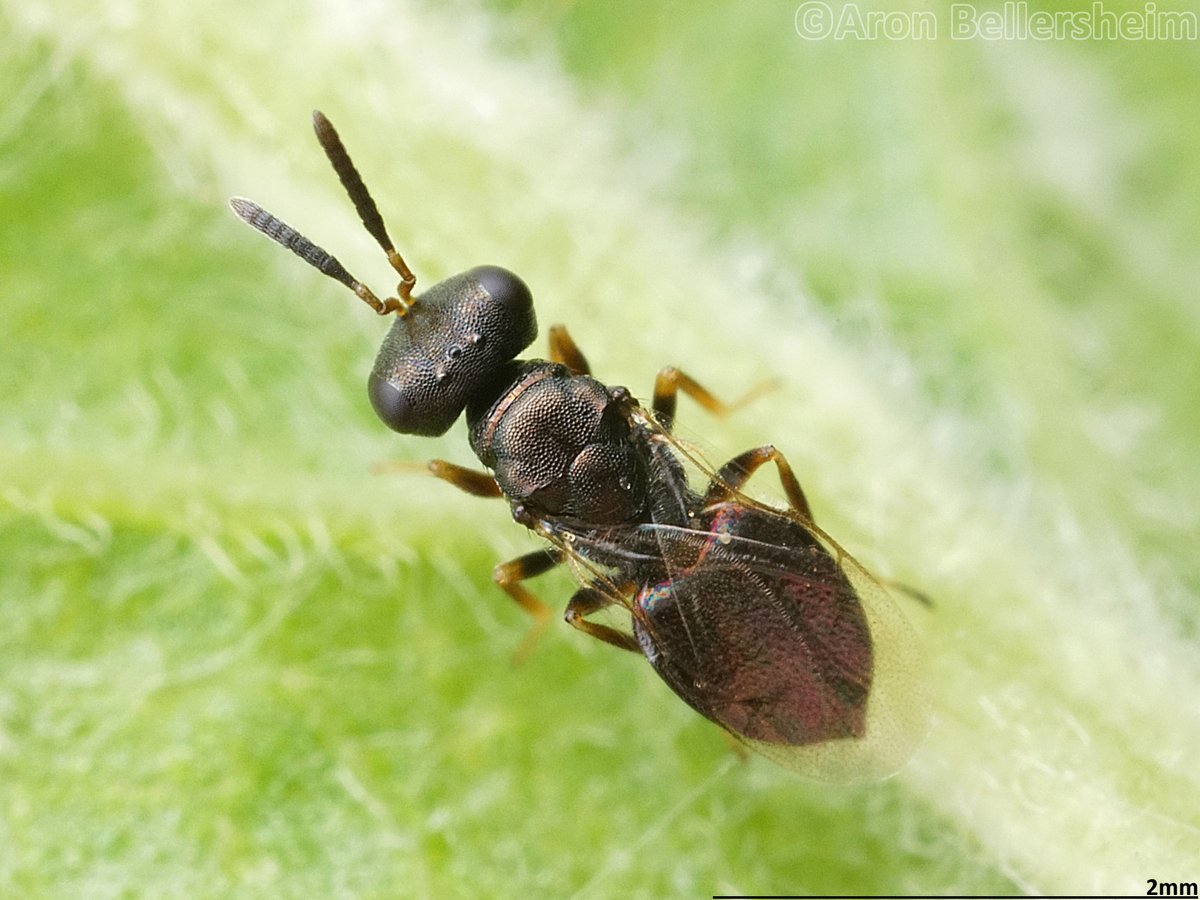 coleomaniac's tweet photo. A little #Pteromalidae chalcid wasp spotted on a plum tree
Hesse, June 2021
#macrophotography #Chalcidoidea #Hymenoptera #parasitoid https://t.co/7lWswFRzTJ