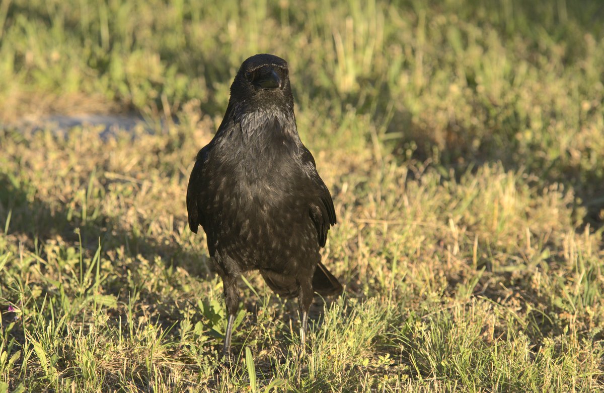 This BTW is my #crow friend 'Rudi'

Rudi's favorite activities (around me) are:
- locomotion by silly walks.
- demanding and hiding peanuts. Lots of peanuts
- being generally adorable

#teamcorvidae #corvid #crowtherapy