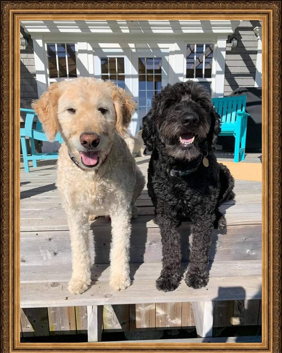 Simba and TukTuk - ADOPTABLE
This pup package is truly a dynamic duo! Simba and TukTuk are all around great family dogs. 
These two are looking for a home together. An active family who are home more than not would be ideal.
misfitmanordogrescue.com/adoption-appli…
#misfitmanordogrescue