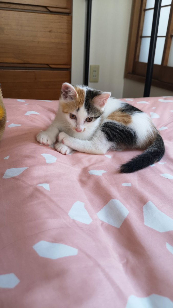 子猫噛み癖 Twitter Search Twitter 子猫噛み癖 Twitter Search Twitter