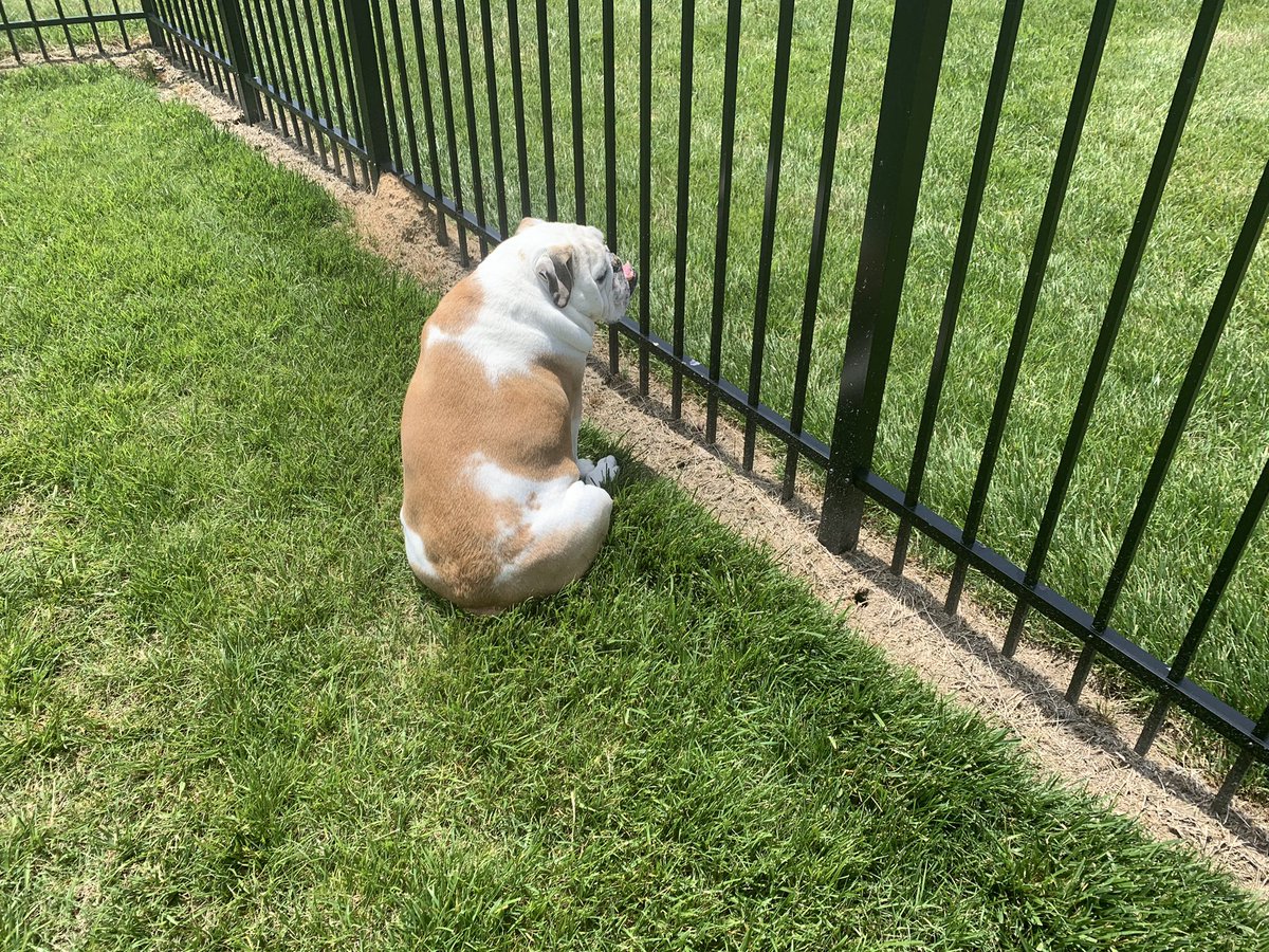 Dozer_The_Dog tweet media