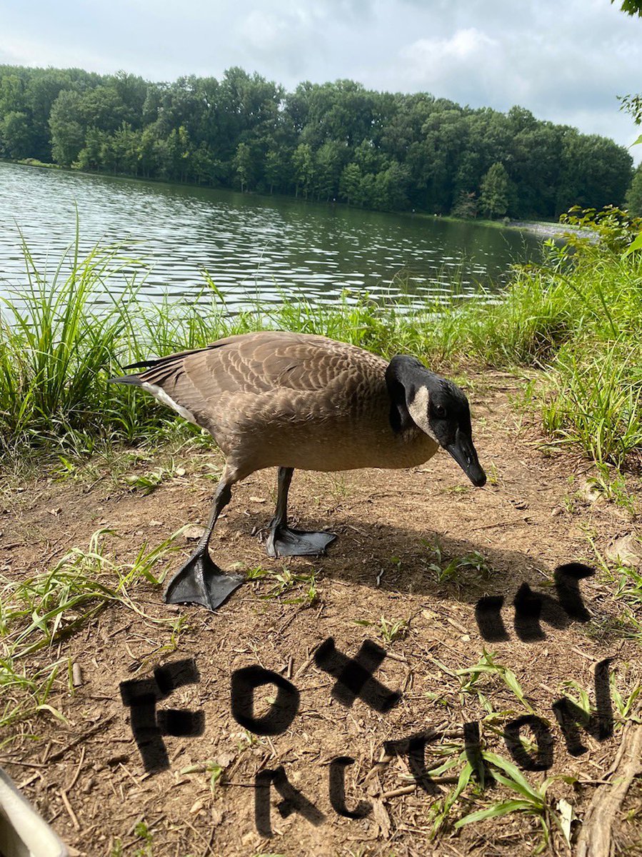 kocoinism1's tweet photo. @foxfinancebsc I am in FIA. Here it my photo of a wildlife.  #FOXinACTION https://t.co/mq6SlRCnnR