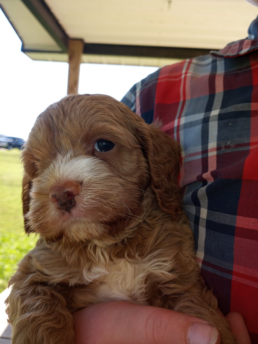Teddyyys_Tweet's tweet photo. I wonder if this farm boy is going to like city life?
#cockapoo #cockapoosofinstagram #cockapoopuppy #cockapoolife #cockapoodaily #cockapooclub #cockapoocrazy #apricotcockapoo #cockapoomoments #puppy #puppylove #puppiesofinstagram #puppylove #puppyoftheday #puppyeyes https://t.co/llxLdtQr3k