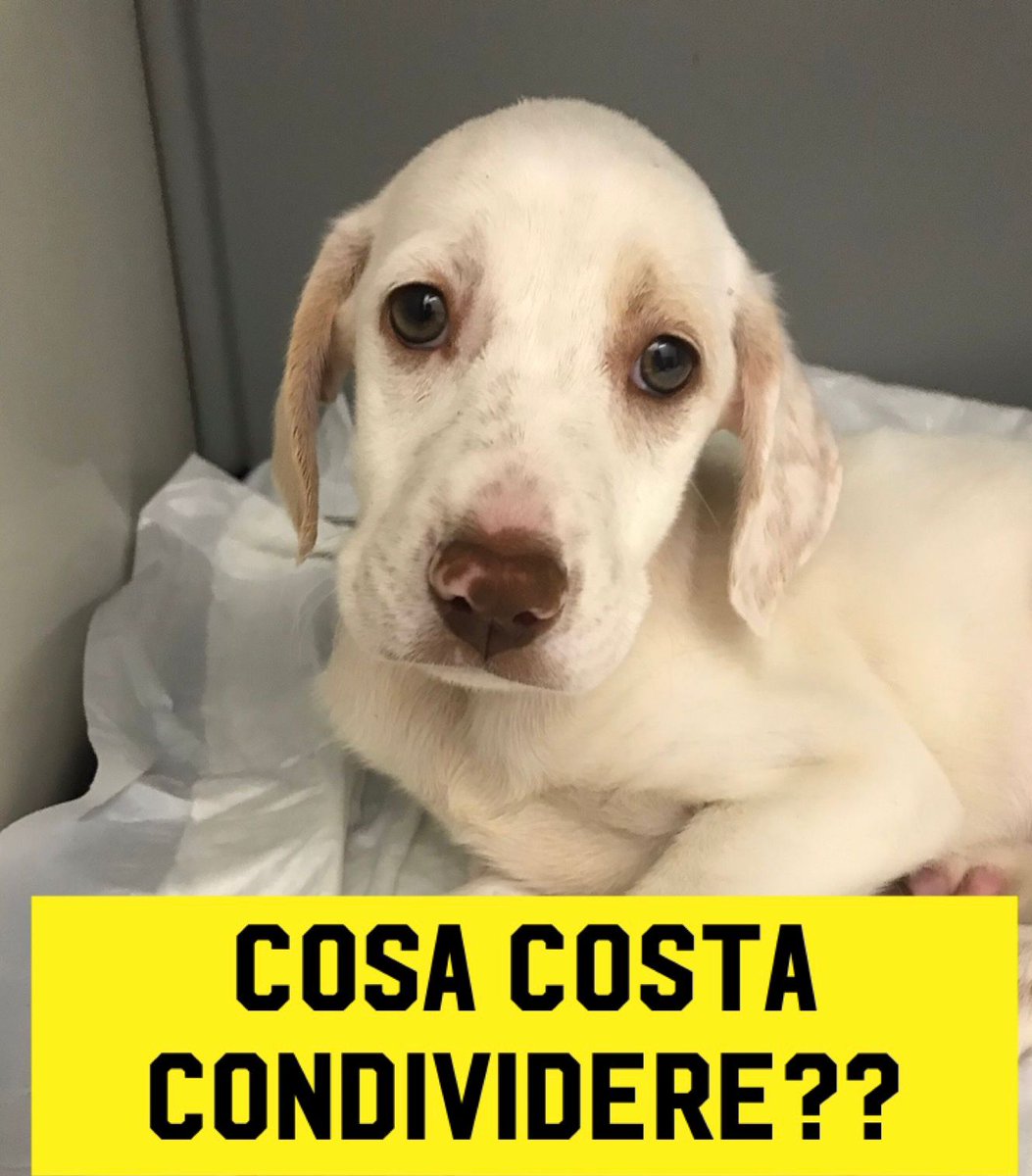 a_den2017's tweet image. CONDIVIDETE!🆘 Violet, mix Setter, 3 mesi, femmina, futura tg media (22-25 kg). È in Sicilia ma per ottima adozione può raggiungere molte regioni italiane. La sua vita è stata tutta in salita e non merita altre delusioni! Per info scrivere messaggio WhatsApp al 3487913885 NO TEL.