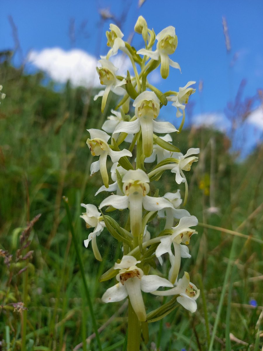 helenakeeling's tweet photo. Good array of orchids and wildflowers at Martins Down. #greaterbutterfly #dropwort #wildflowers #hoaryplantain #commonspotted https://t.co/hKZiPHAqh5