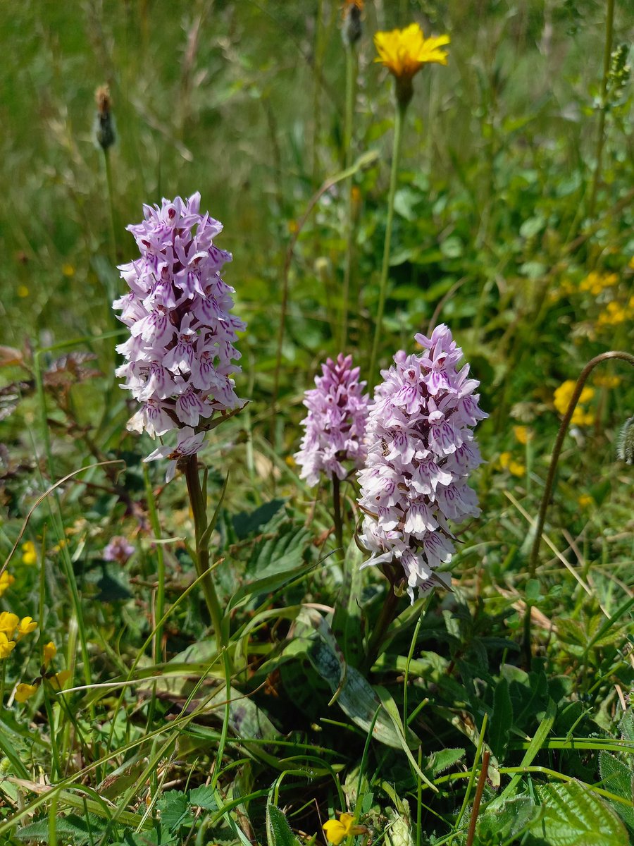 helenakeeling's tweet photo. Good array of orchids and wildflowers at Martins Down. #greaterbutterfly #dropwort #wildflowers #hoaryplantain #commonspotted https://t.co/hKZiPHAqh5