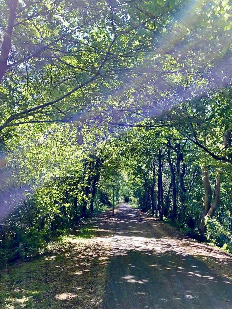 ccbigcam's tweet photo. 24c today π₯΅
Glad to be in the shade offered by this tree lined walkway
#Backbraes #summerwalker #SouthQueensferry https://t.co/XNPtRNJc6u