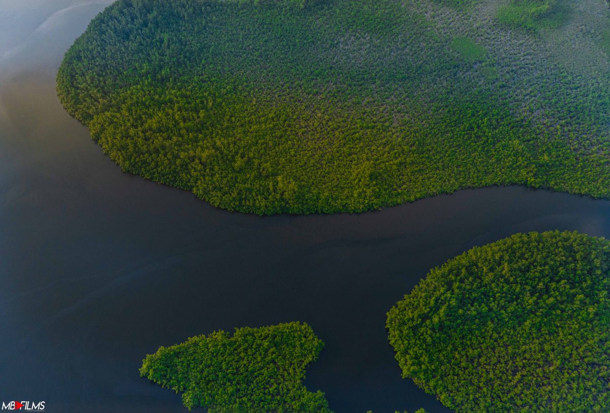 AfricanTrotteur's tweet photo. La forêt gabonaise nous a offert l’un de ces plus beaux profils.
#amazinggabon #africanforest #gabon #NaturePhotography #toutism #travelinafrica https://t.co/J4D8e4md79