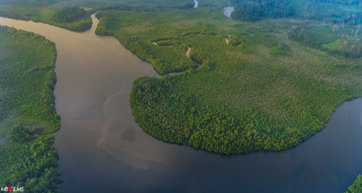AfricanTrotteur's tweet photo. La forêt gabonaise nous a offert l’un de ces plus beaux profils.
#amazinggabon #africanforest #gabon #NaturePhotography #toutism #travelinafrica https://t.co/J4D8e4md79