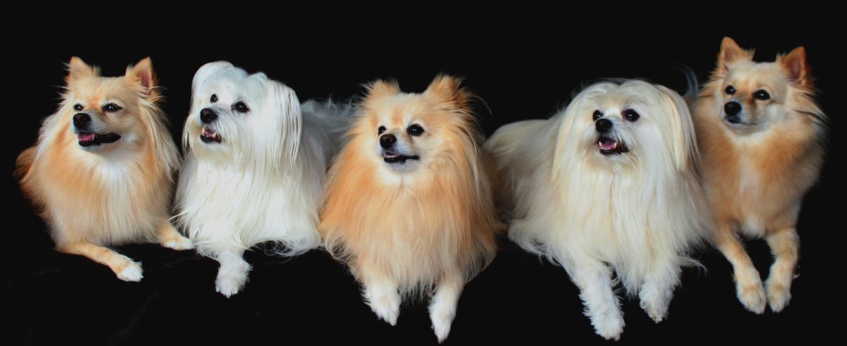 DoggosAll's tweet image. The Pomeranian is a breed with long, silky hair that we can cut in various ways. How do you choose the best style haircut for your Pomeranian?

#alldoggos #dogblog #pomeranianhaircut

alldoggos.com/how-to-choose-…