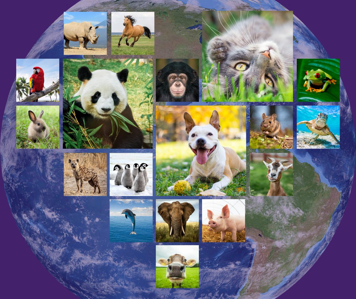 maventracker's tweet photo. It’s Animal Rights Awareness Week. 💟⁣
⁣
🐾 Know where your products come from and determine whether they are obtained humanely.⁣
⁣
🐾 Support conservation and preservation efforts locally and worldwide.⁣
⁣
🐾 Ditch fur.⁣
⁣
🐾 Buy cruelty-free products.⁣⁣
⁣ https://t.co/4yBO5sKIiS