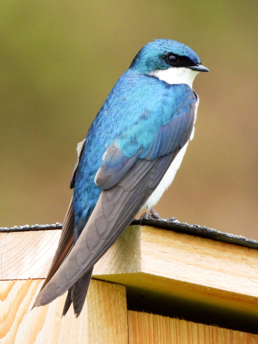 Luo_Qing's tweet photo. Tree Swallow at Croton Point Park today giving me its best #BlueSteel.
#BirdsofNY #BirdNerd #NaturalHealthService https://t.co/Ctae1OFEpc
