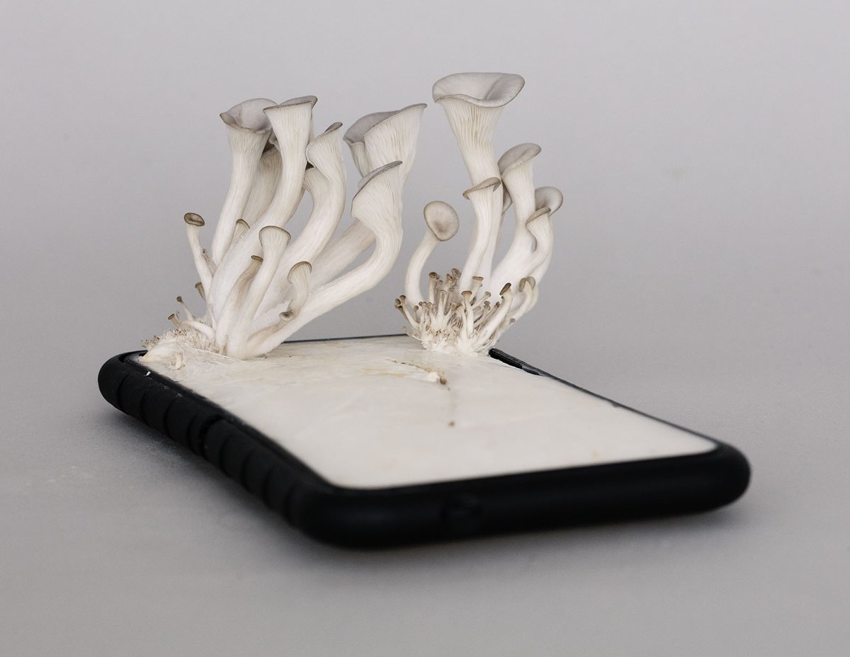 "Honey, I watered the screen' 💦📺🍄Taking everyday discarded items found on the streets and inoculating them with various substrates. This project is by Francesca Bonesio, Nicolas Guiraud, Stella Lee Prowse and Miriam Josi. #mushroomart #fungi #mushrooms   #artanddesign #art
