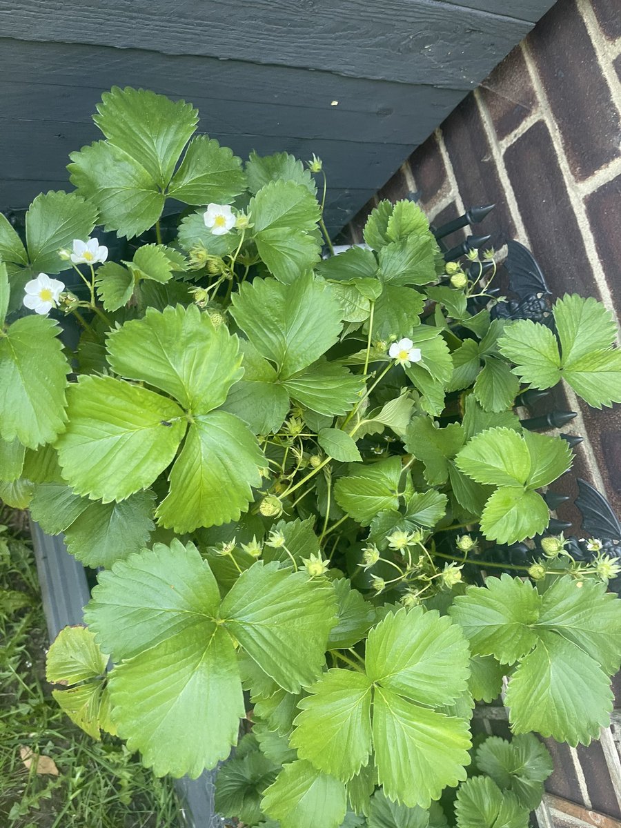 Andy_J_Mayar's tweet photo. The yearly tweet of the strawberry patch is here, going strong this year. First one kicked and eaten by the master strawberry taster, to which he said was nice. 
#Strawberries #mastertaster
#summershere https://t.co/JtjUKfmoFN