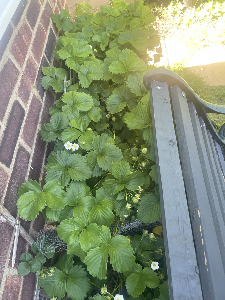 Andy_J_Mayar's tweet photo. The yearly tweet of the strawberry patch is here, going strong this year. First one kicked and eaten by the master strawberry taster, to which he said was nice. 
#Strawberries #mastertaster
#summershere https://t.co/JtjUKfmoFN