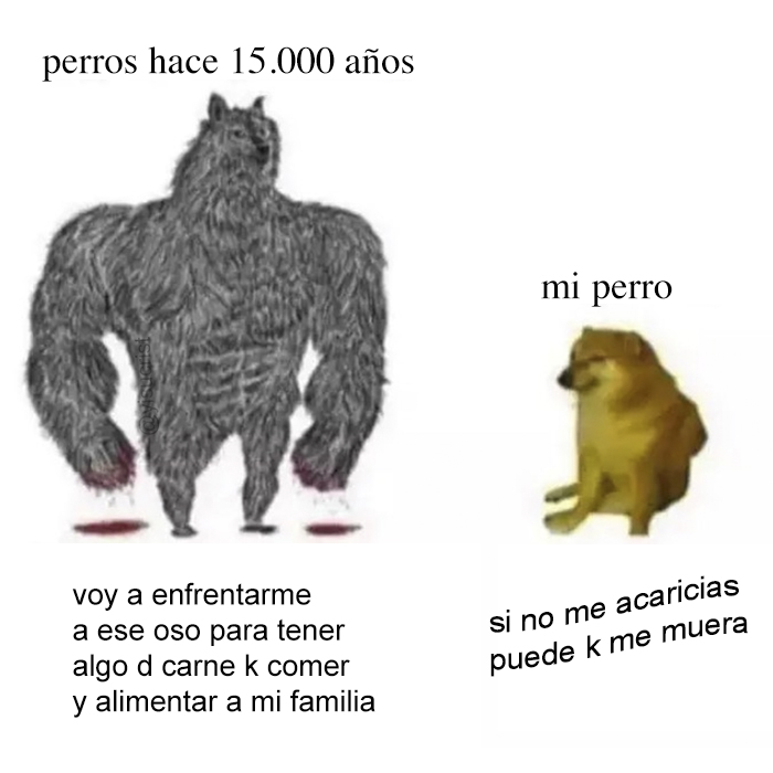 yisucrist's tweet photo. le he pasado este meme a mi perro a ver k dice https://t.co/Thw6oECeSx