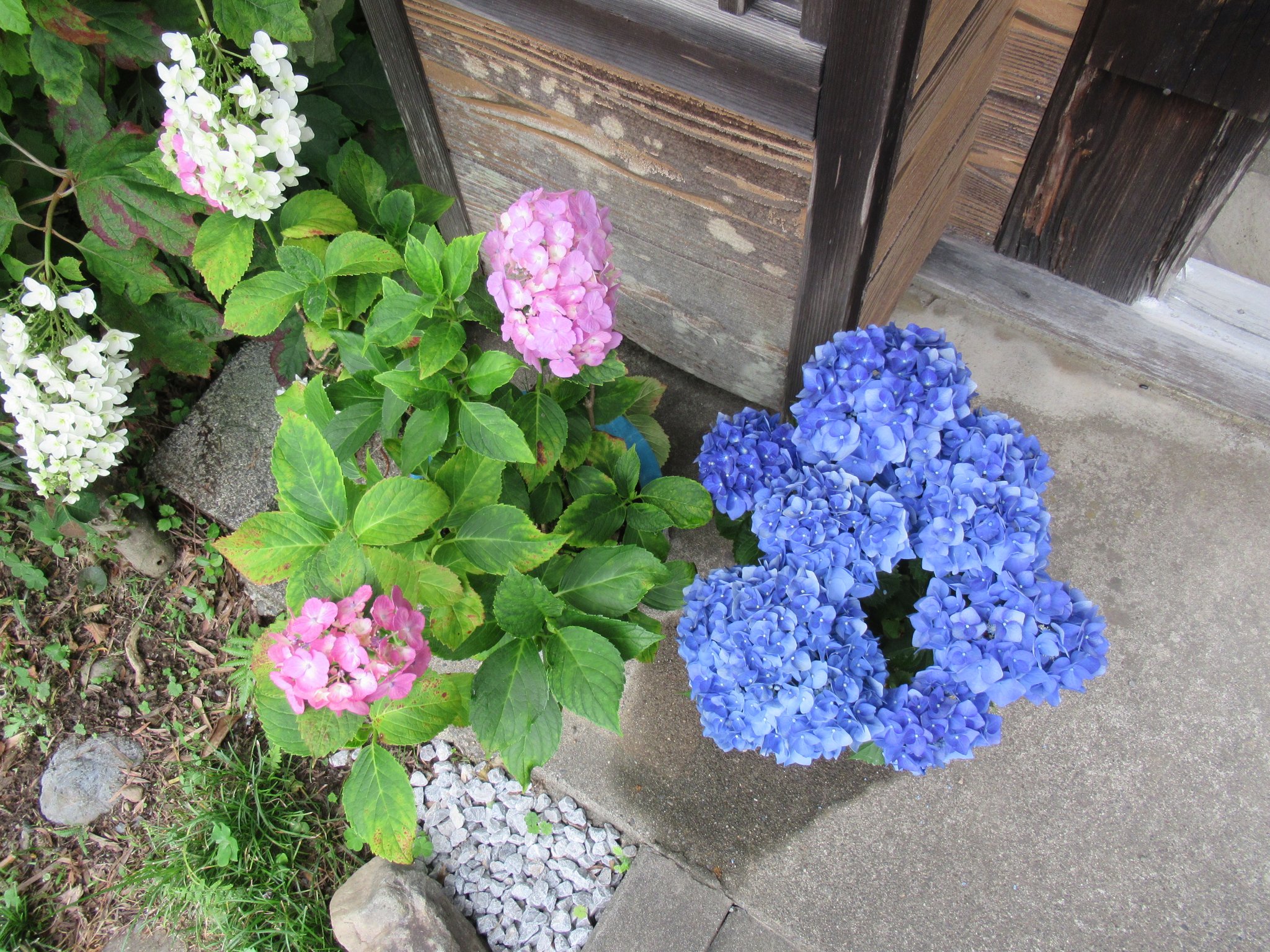 ゆうごう 遠州の小京都森町の極楽寺のあじさいの花です この時期見頃になります 遠州森町 遠州の小京都 極楽寺 あじさい寺 T Co Jnvm4tih12 Twitter