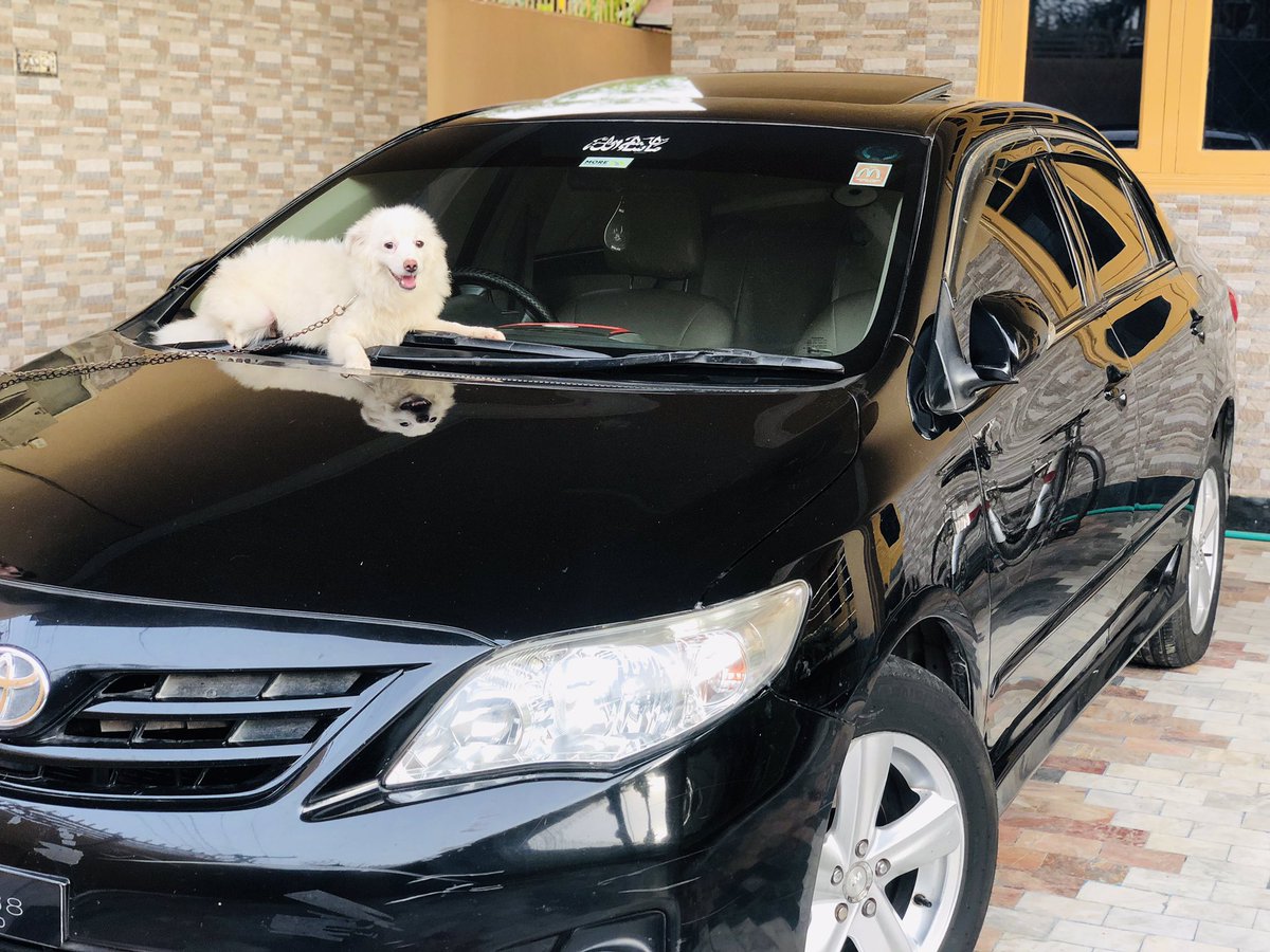 alwaysfeb04's tweet photo. My playmate.  ~Jekou 🐶 

#MASHALLAH https://t.co/rz53C53VY0