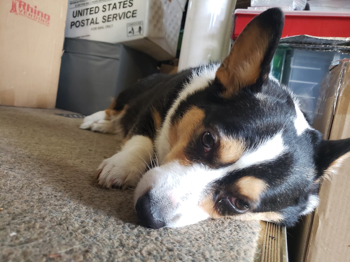 mistyfigs's tweet image. I&apos;m packing kickstarter backer rewards to mail out tommorow... and for your consideration.. a sleepy lump @lucithecorgi