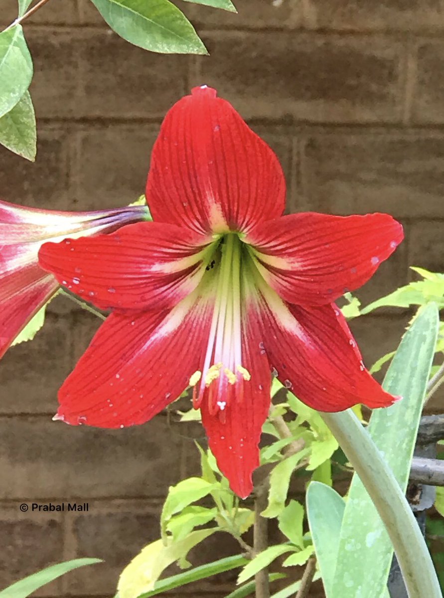 TravelerEternal's tweet photo. @gontanokoneroku Beautiful 😻
And here are #JustFlowersPM
#JustNaturePM #Iphonography #iPhone12ProMax https://t.co/Yn84QeIkjc