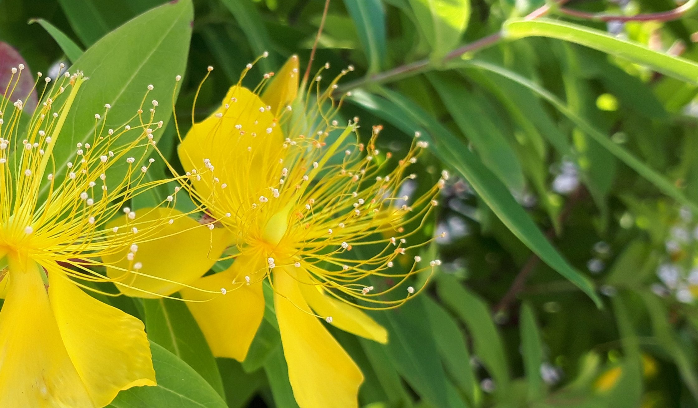 تويتر 未央柳 بحث تويتر