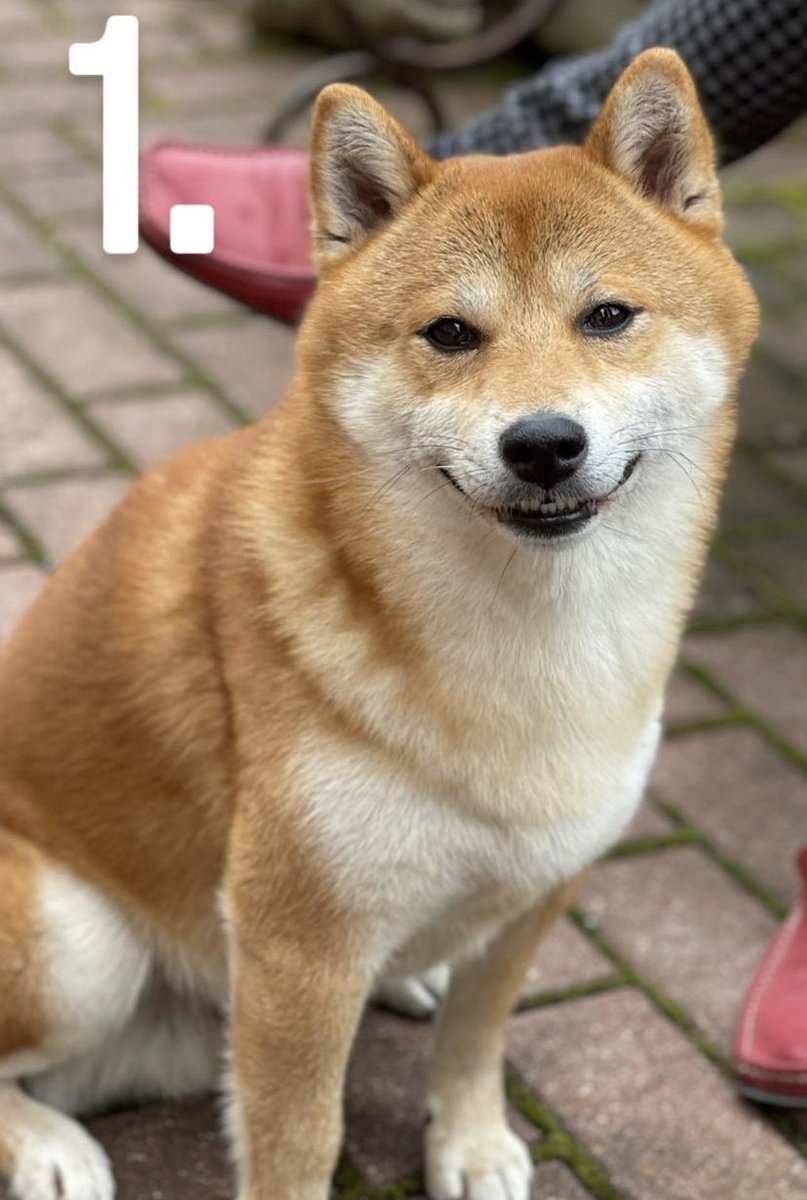 #doge #cutedog #BabyDogeCoin tap 🖤 to show how cute he is