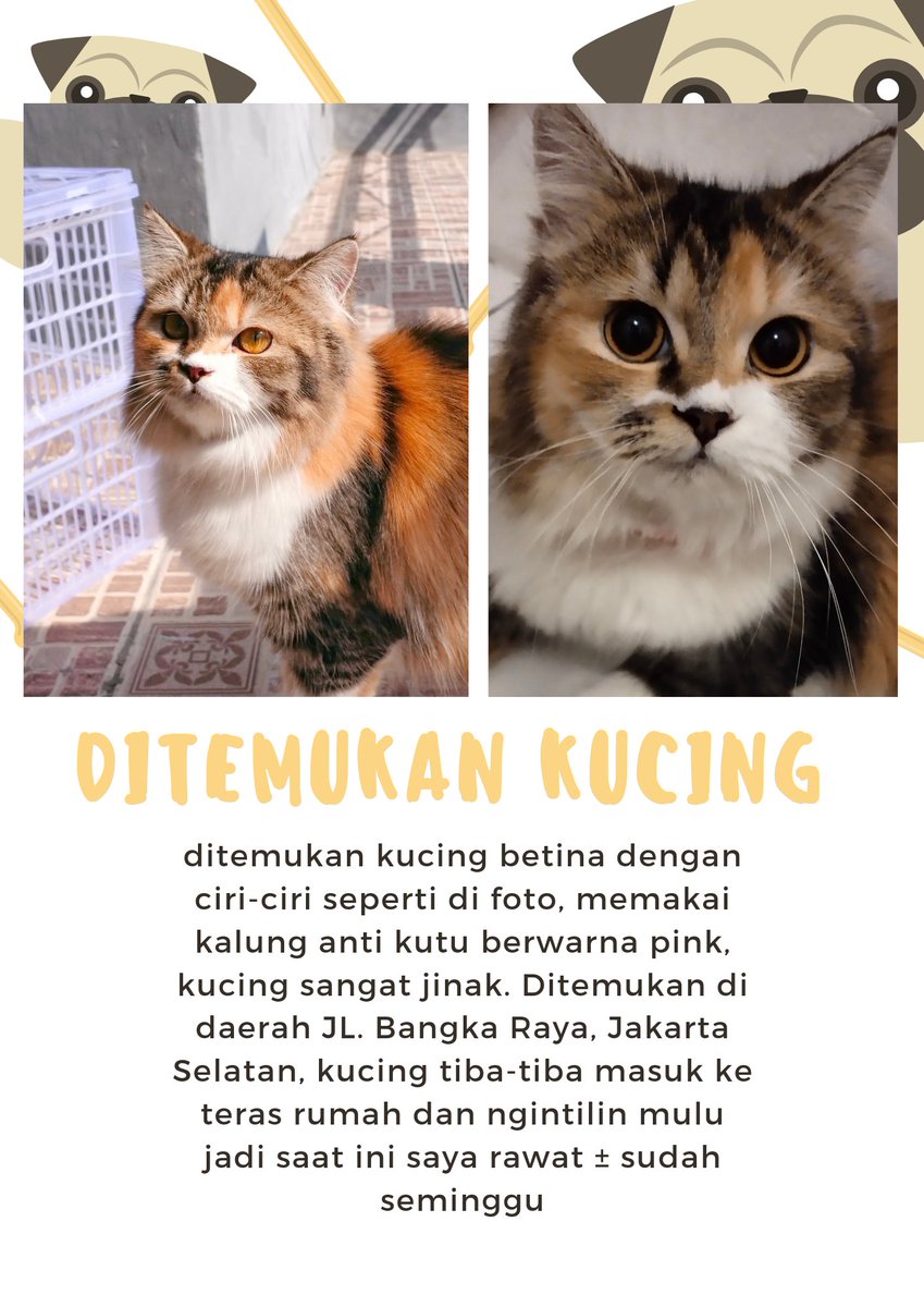Pets 🐈🐕‍🦺🐇🐦 Fess tweet media