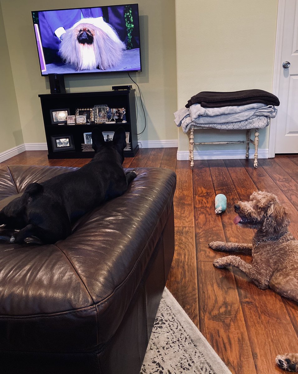 JeffHecklinski's tweet photo. Bentley &amp; Russell ready to see who wins best in show. @HomeDepot @FOXSports @ProPlan #WKCDogShow #WestminsterWeekend #WKCDogShow2021 #BestAtHomeContest https://t.co/2C7dlgWcZ5