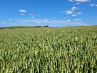 Hyper Yielding Crop reports have gone out to 65 growers in NSW, SA, TAS, VIC and WA who put wheat paddocks in for 2020. Great feedback on the information provided in the 20 page report. Winners from each region will be presented at meetings during July. <a href="/theGRDC/">GRDC</a> <a href="/far_australia/">FAR Australia</a>