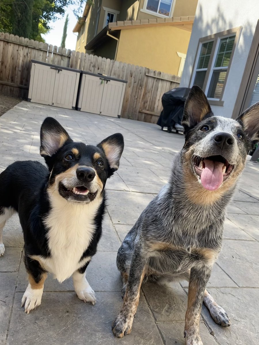 rexandrogue's tweet photo. Two heppi california doggos ☀️
#DogsofTwittter
#corgisoftwitter #cattledogsoftwitter https://t.co/t3a7RQRCbc