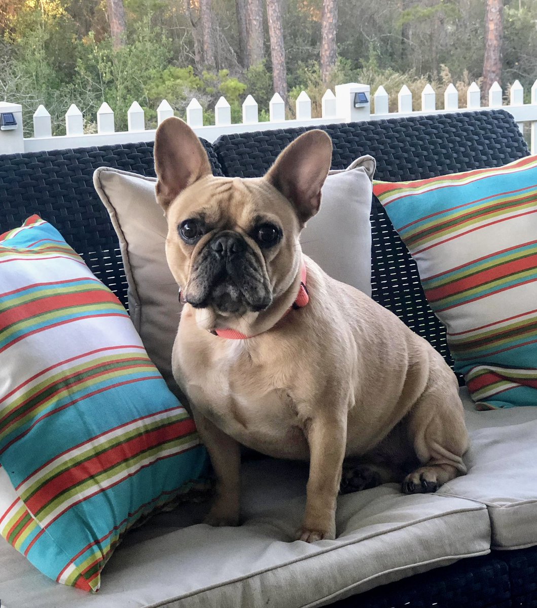 #BestAtHomeContest Peaches the Frenchie enjoying the back porch life #WestminsterDogShow #WestminsterDogShow2021 #WKCDogShow2021