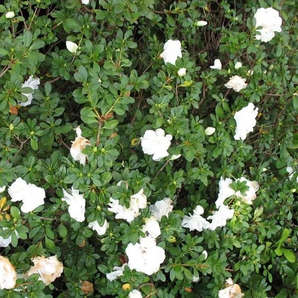These are the plants I planted in my front yard 1) Sago Pals. 2)Japanese Boxwood  3)Azaleas