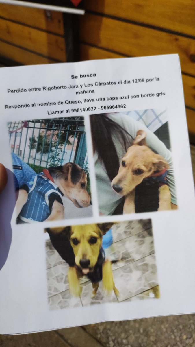 GonzaloAlisson's tweet photo. #perroperdido #quilicura ayuda porfavor se perdió el día de ayer por la mañana en calle los carpatos y Rigoberto jara , responde al nombre de queso https://t.co/fbWhKyOXLW