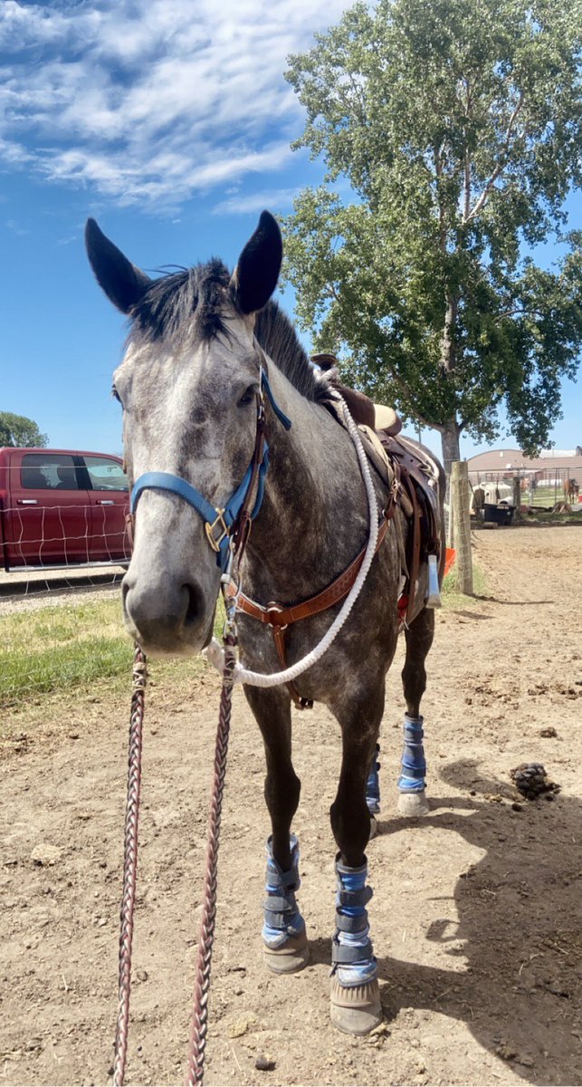 ThatPinto's tweet image. Me and Louie are back in business 🤝