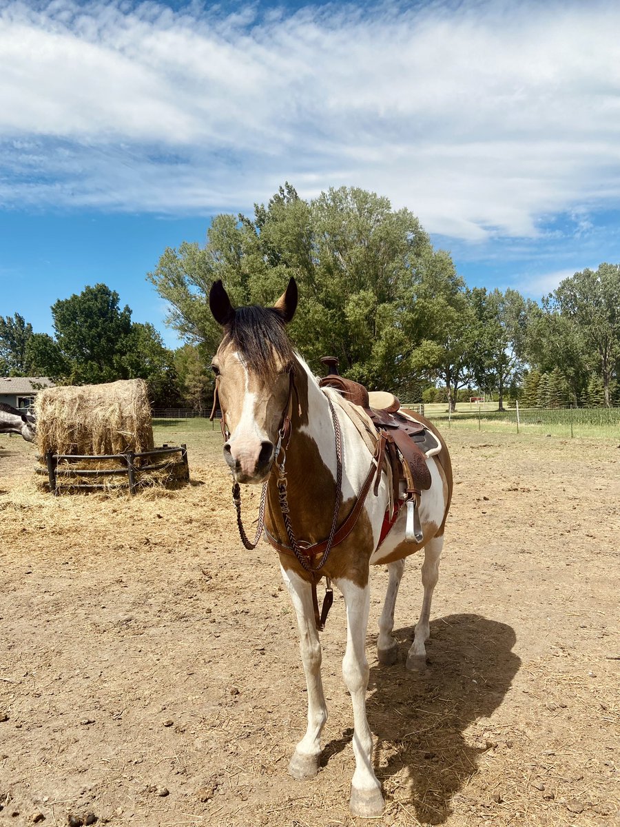 ThatPinto's tweet image. Catch cocoa packing me around the walk trot class on Saturday 😈