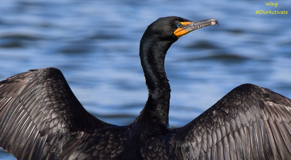 OurActivate's tweet photo. I know I look GOOD! 🤩
Double crested cormorant
They dive under the water to catch food. Their often spread their feather to dry off their wet wings after diving.
#birding #birdwatching #nyc #blueeyes #aquamarine #Diving #spreadtheWings #FABULOUS #SundayMorning #SundayFunday https://t.co/wmY5lRQQ0n
