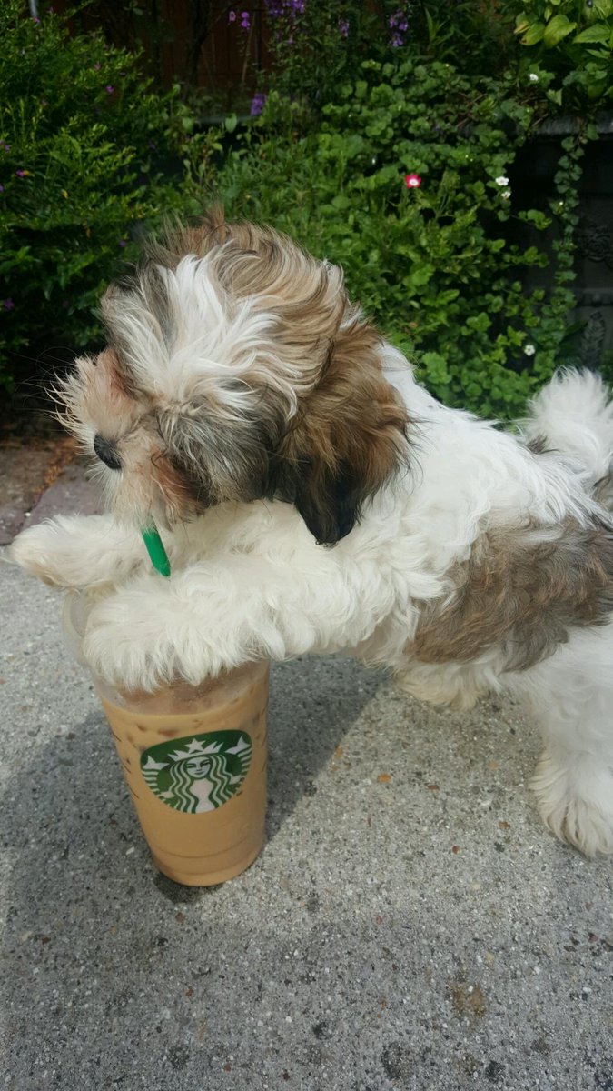 LeaBolin's tweet photo. ⁦@Starbucks⁩ https://t.co/6hf9LfiGhm