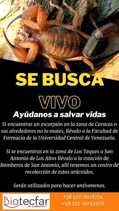 VivaLaUCV's tweet image. No los mates, puedes llevarlos a la Facultad de Farmacia UCV, específicamente a @biotecfarffucv donde los ordeñan y hacen suero antivenenos
