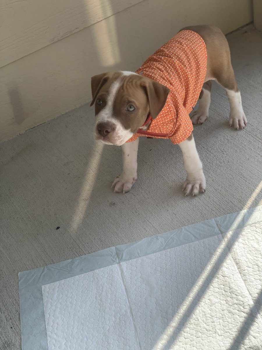 Meet my son Glock 🐶