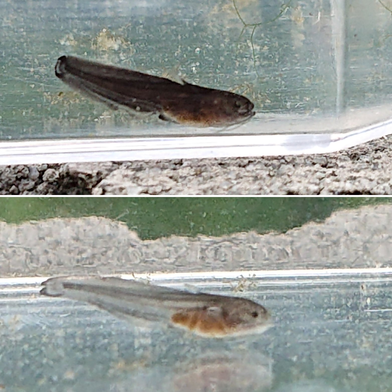 ダムマニア 卵から飼育中のナマズちゃん13日目 半透明と黒の個体が居るのに気が付いた もう少しで川に戻しますが それまでは里親さん募集中です ダムとナマズが好き 深夜徘徊 群馬県 上州漁協 鯰 なまず ナマズ釣り 鯰の稚魚 T Co