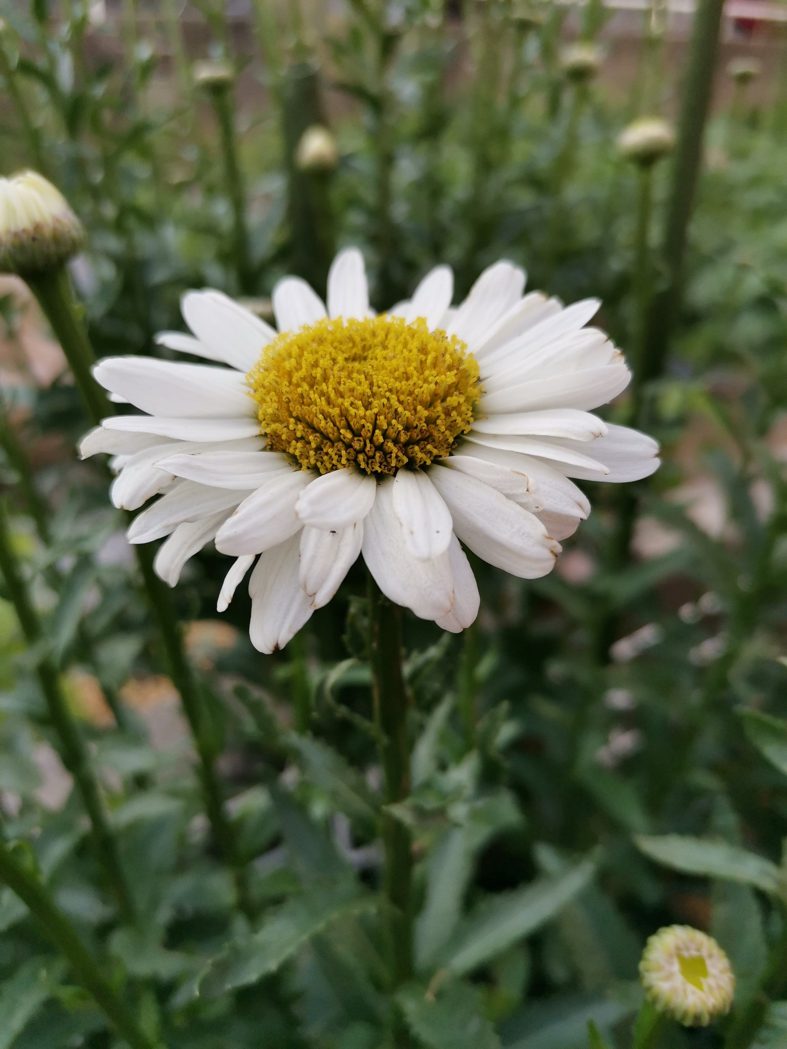 しまね もんちゃん 雨の中咲くマーガレットの花 切り花で日持ちするので 家の中に入れてやりました 除虫菊との違いは何処 画像は一週間前の物です マーガレット T Co Oupwqj80pa Twitter
