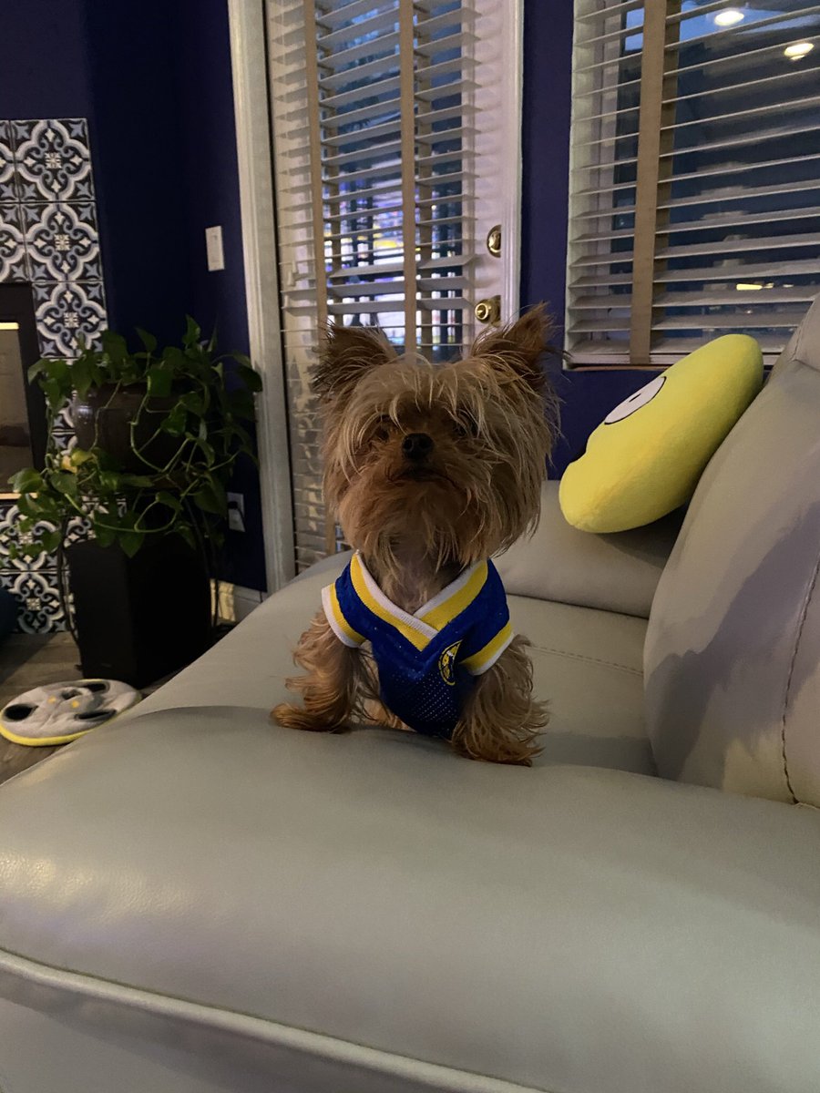The3Yorkiteers's tweet photo. @NBAonTNT #fanfishin not a Nuggets fan but Ruby is the littlest #warriors fan with the biggest heart in the #NBA She wants to go fish in’ https://t.co/rt8yMRehDs