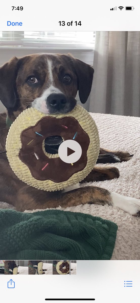 alisonoleary3's tweet photo. Reggie..#nytdogshow https://t.co/WnilgAa7pO