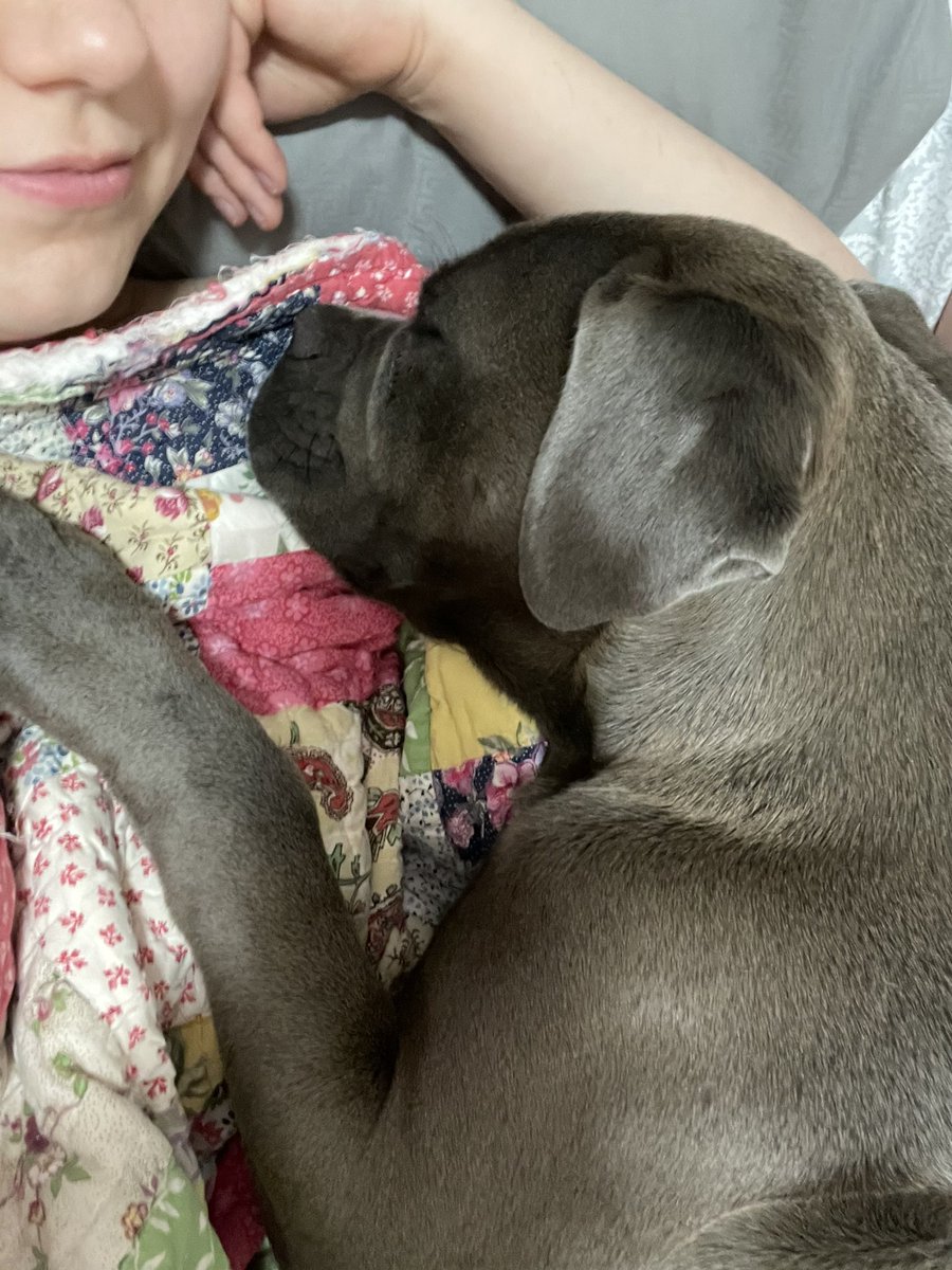 AKduchess's tweet photo. @sarahschauer My attached at the hip COVID puppy, Freyja https://t.co/ZZWsLVokxk