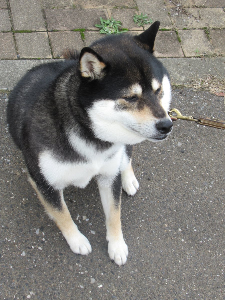 黒柴ren 毎日投稿中 モチ柴さん 柴犬 黒柴 犬のいる暮らし もちもち ほっぺ 触り心地 最高 黒柴ren 毎日投稿中 モチ柴さん 柴犬 黒柴 犬のいる暮らし もちもち ほっぺ 触り心地 最高