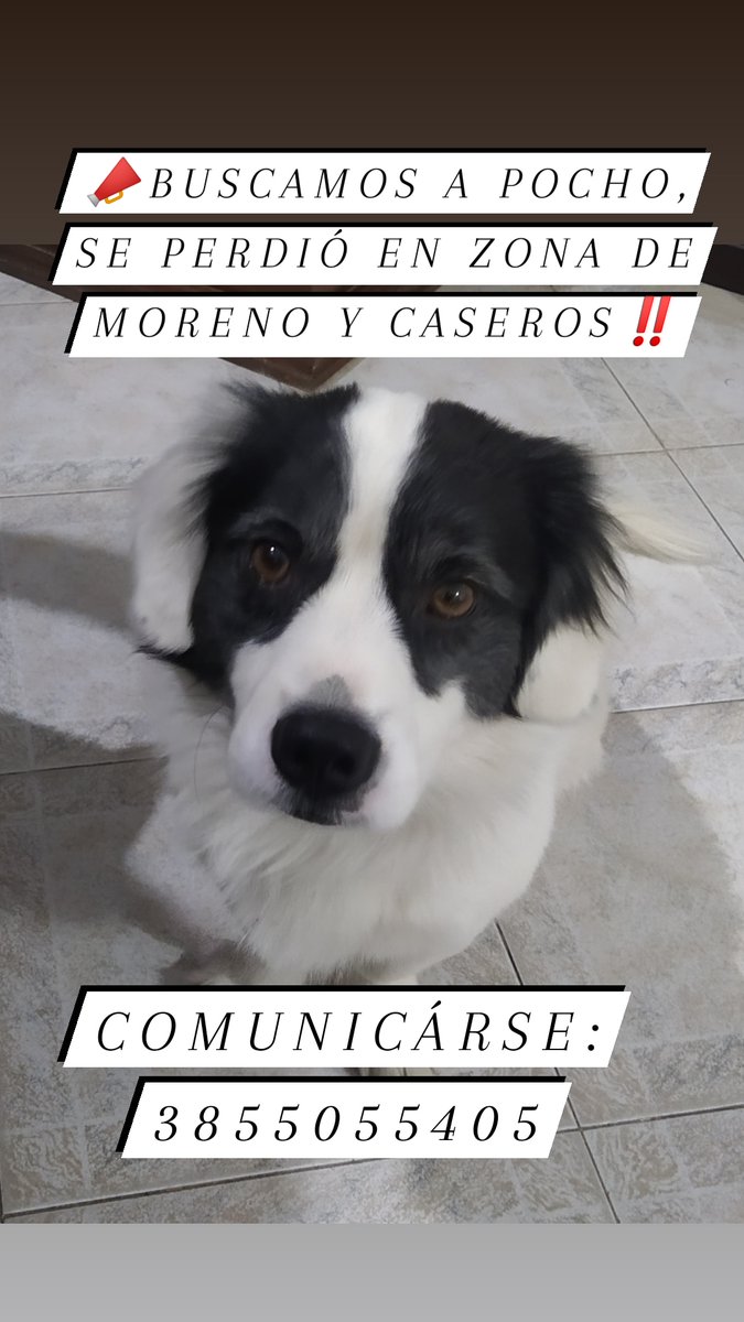 FaruTuma's tweet photo. Se perdió mi perro pocho en Santiago del Estero capital en zona de moreno y caseros, si me ayudan con un rt se les agradece!! https://t.co/LGIZaFIMoI