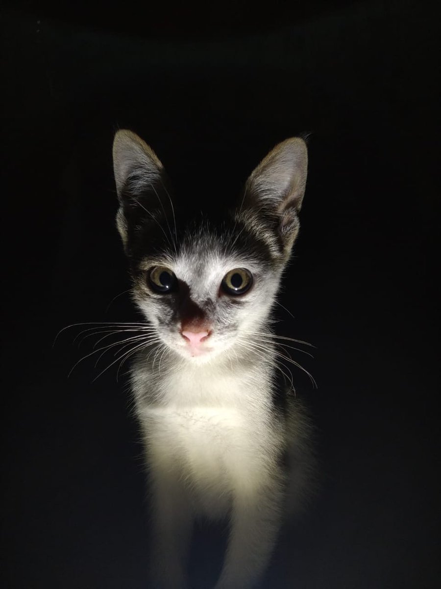 BanunAfifa's tweet photo. @kochengfess Kucing kampung ga kalah ganteng dan fotoable kok 😂😊 https://t.co/MNtqF6Qp3n
