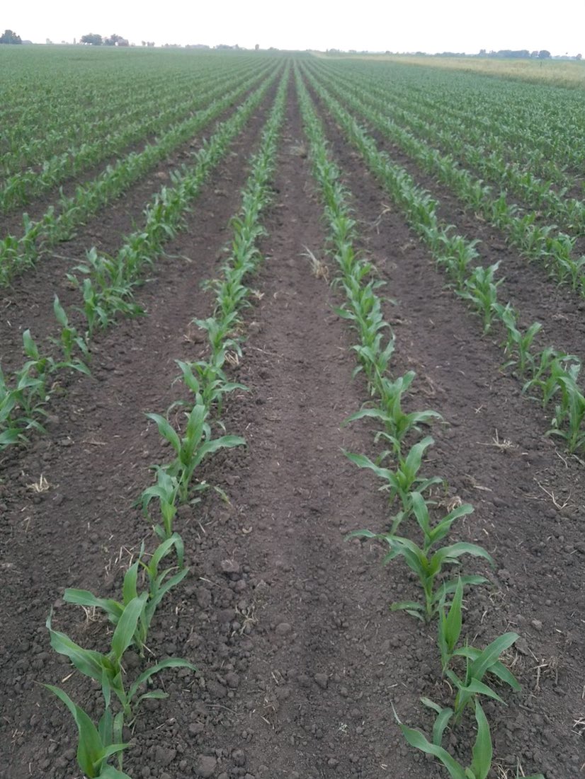 HiFiGenetics's tweet image. HFG corn under organic management in northern IL.  Show us your fields. #plant21